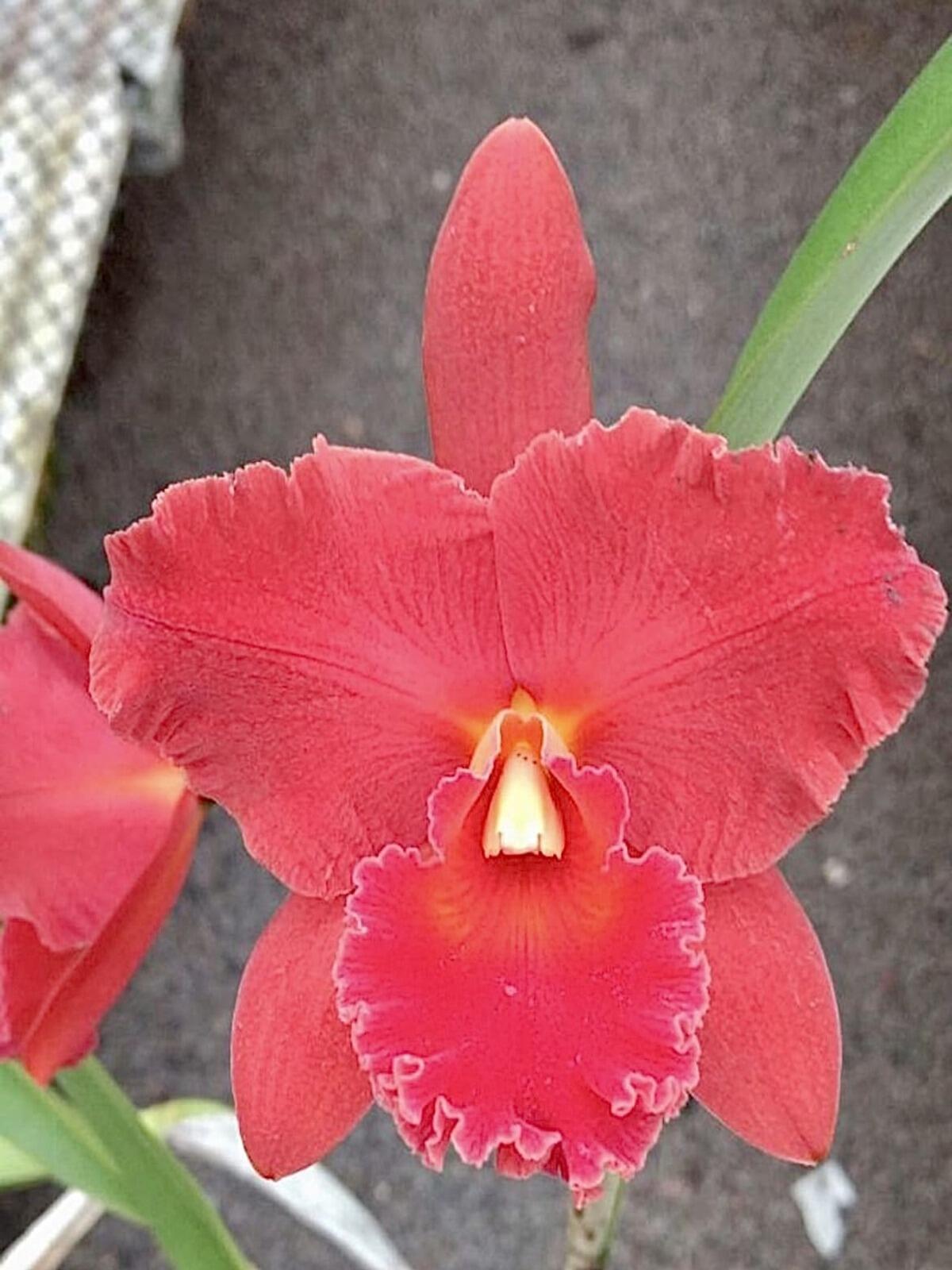 Comprar Orquídeas - MUDAS - Blc. Owen Holmes Ponkan x Blc Orange
