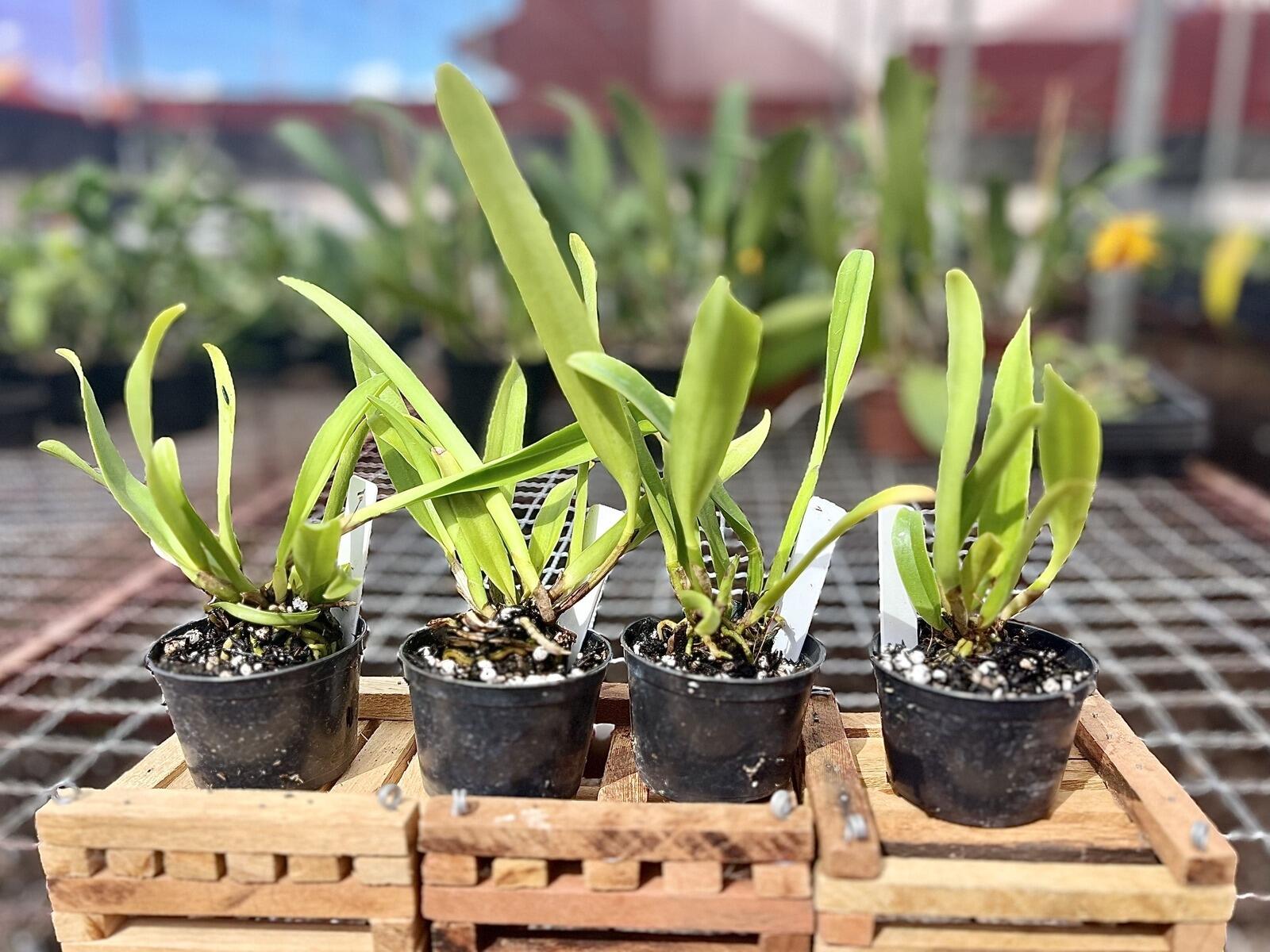 Comprar Orquídeas - MUDAS - Blc. Owen Holmes Ponkan x Blc Orange