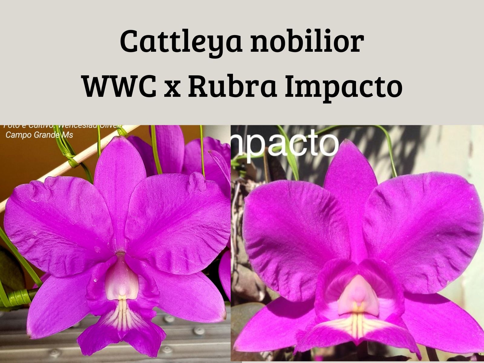 洋蘭原種カトレアC walkeriana rubra Tardo(4.0) O-8 C. walkeriana