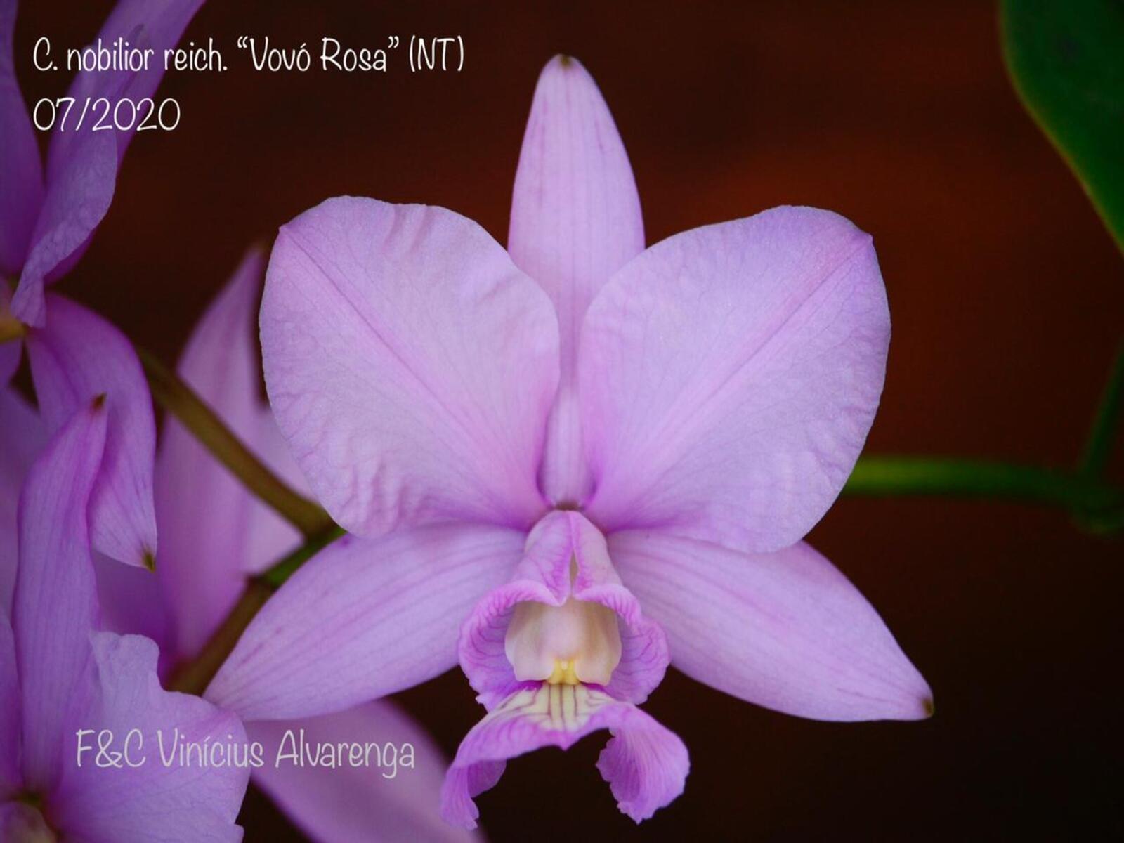 Comprar Seedlings (mudas) de Cattleya nobilior - HA 14 (Joana