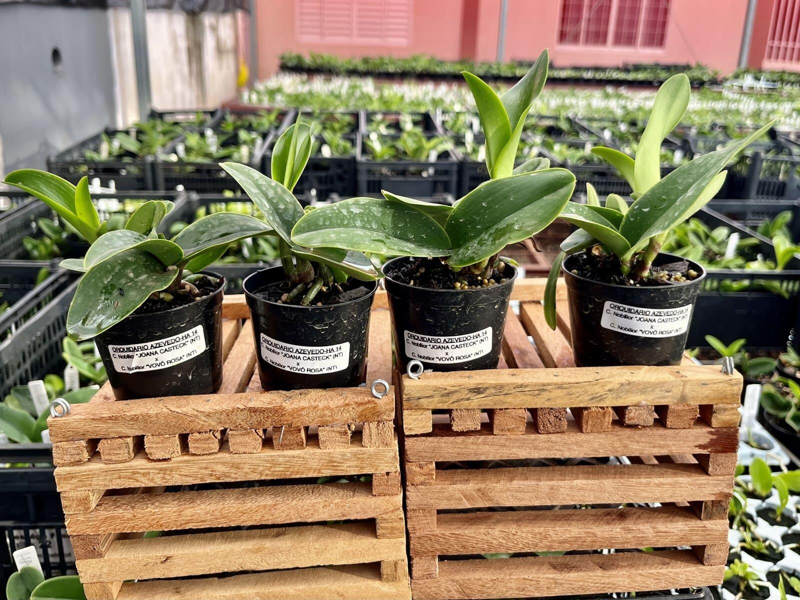 Comprar Seedlings (mudas) de Cattleya nobilior - HA 14 (Joana