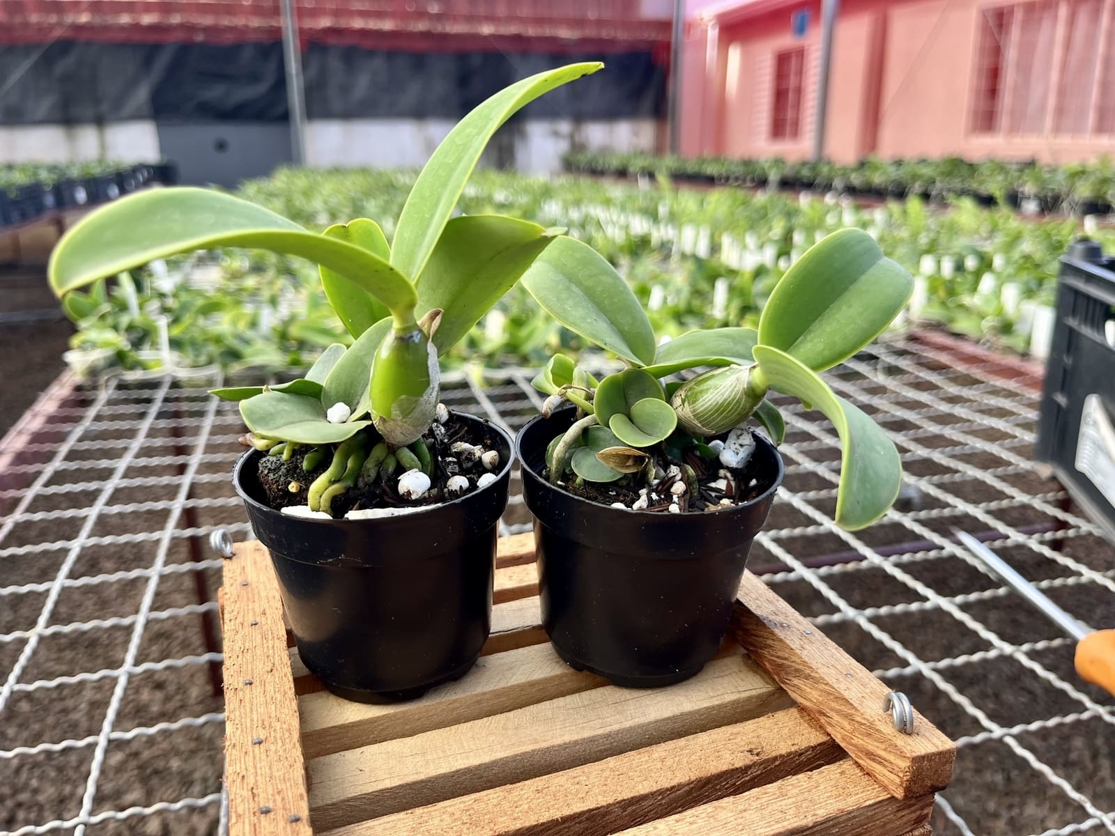 水草 Naiadia cf. zygosetha Aridarum Giganteum Comprar Seedlings (mudas) Cattleya nobilior - HA 04 (Campo Grande