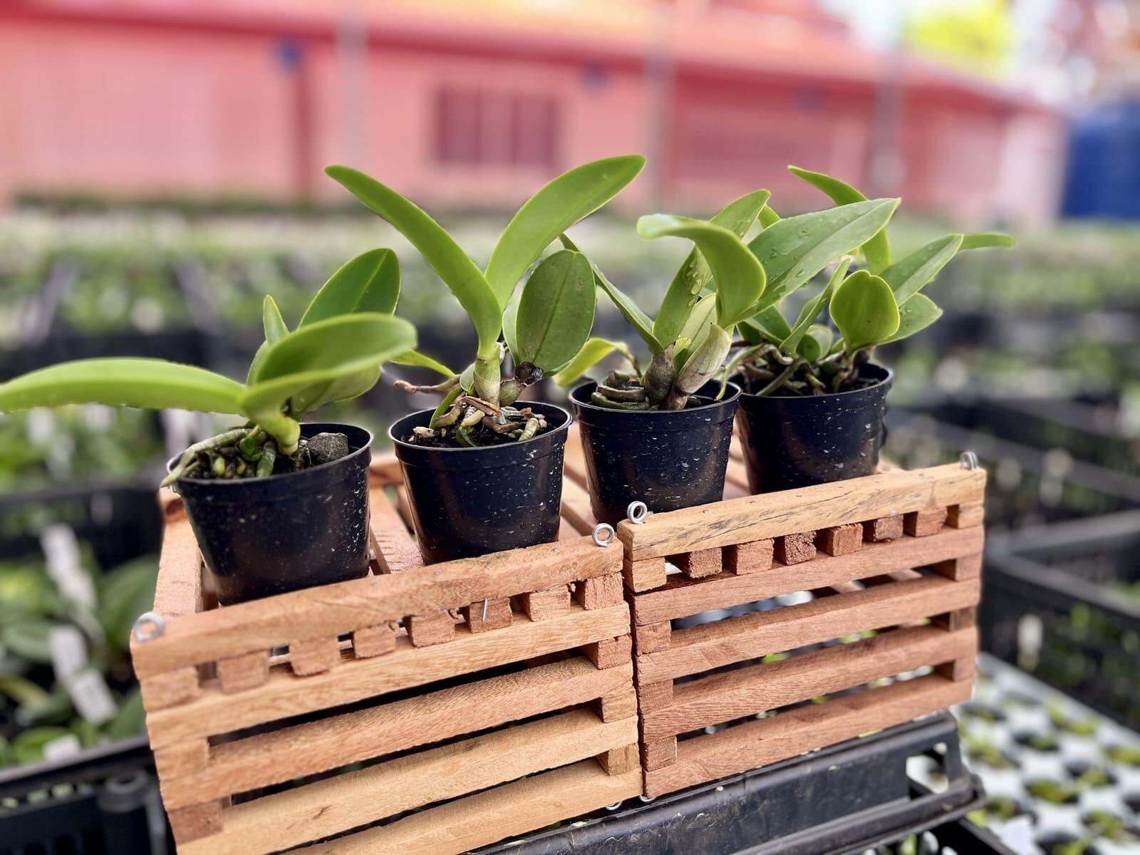 Comprar Seedlings (mudas) Cattleya nobilior - HA 21 (Dom Gabriel