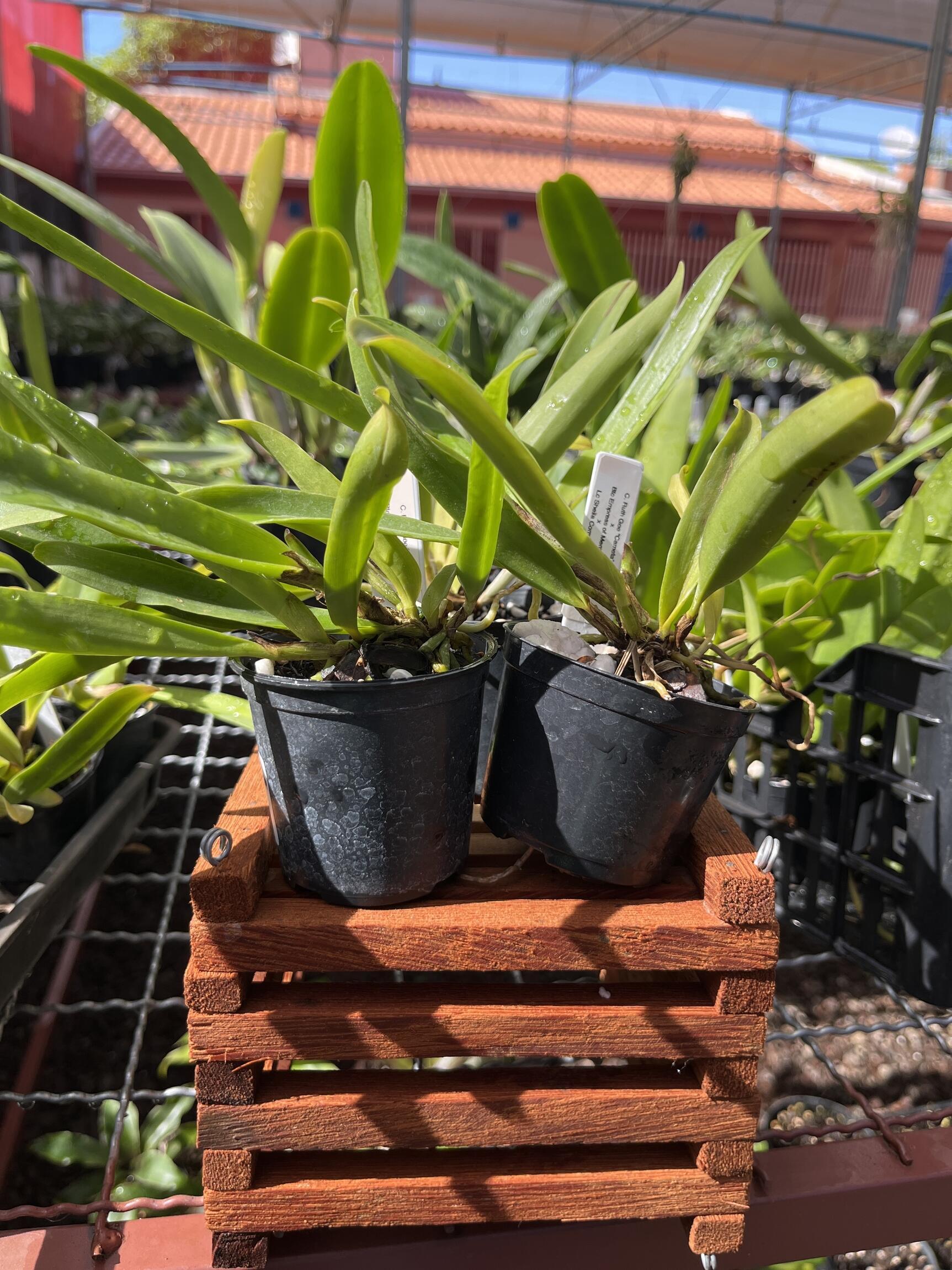 Comprar Orquídea - MUDAS - C. Ruth Gee 