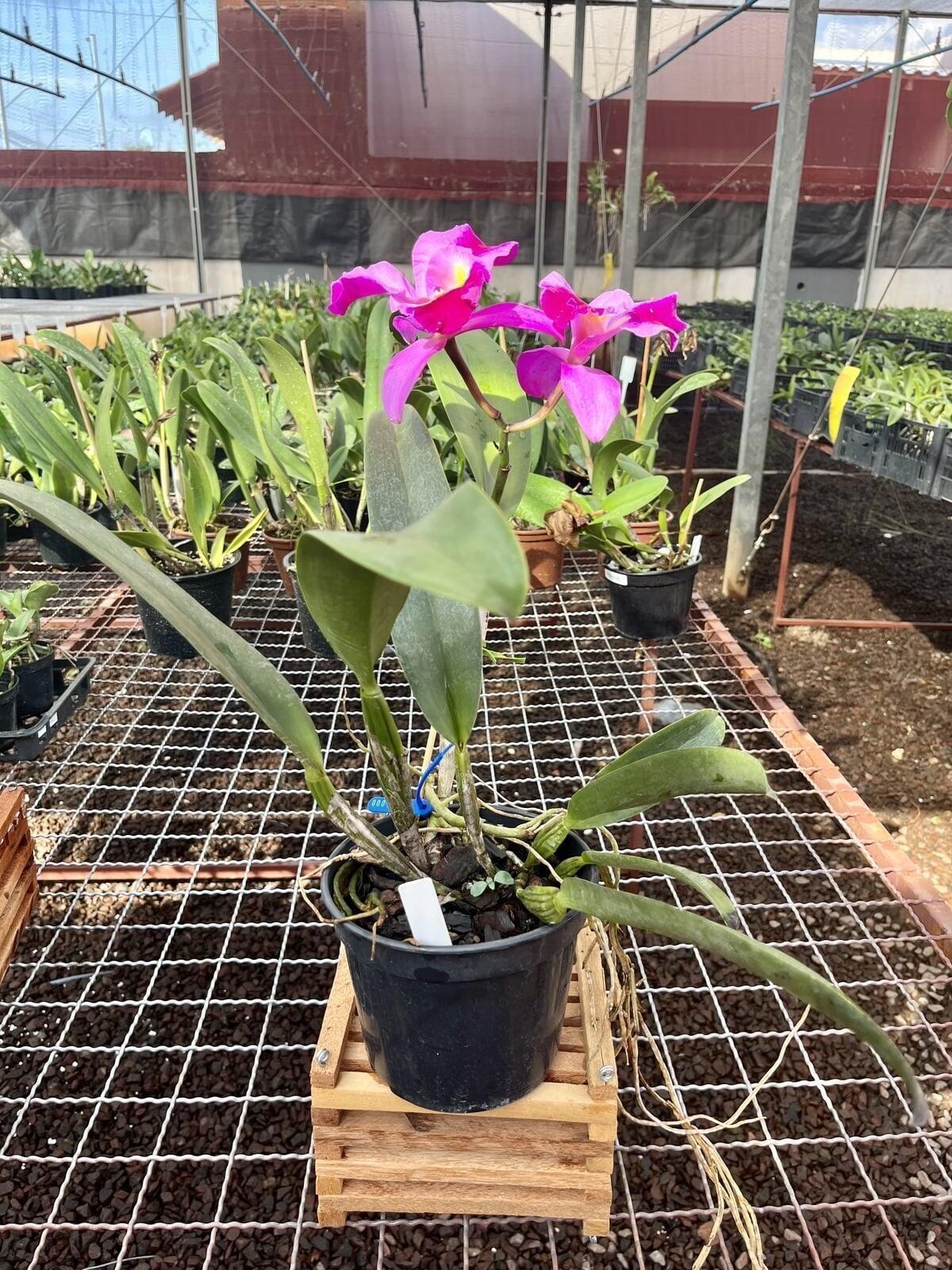 Comprar Orquídea ADULTA - C. Ruth Gee 