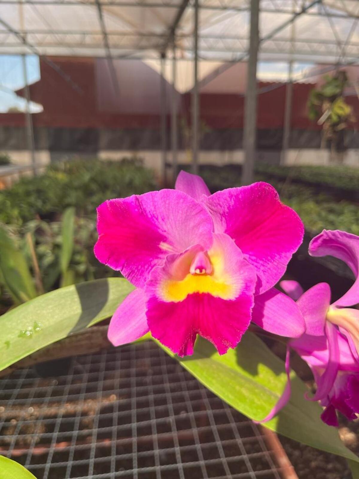 Comprar Orquídea ADULTA - C. Ruth Gee 