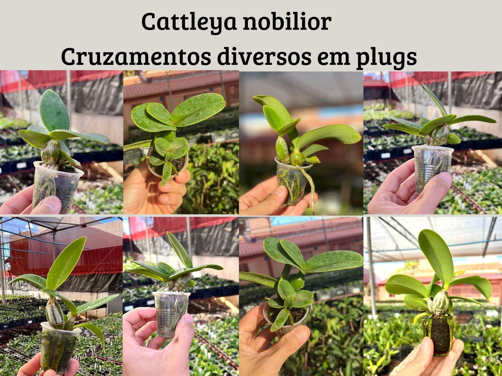 Comprar Orquídea - Seedlings (mudas) de Cattleya nobilior - HA 42