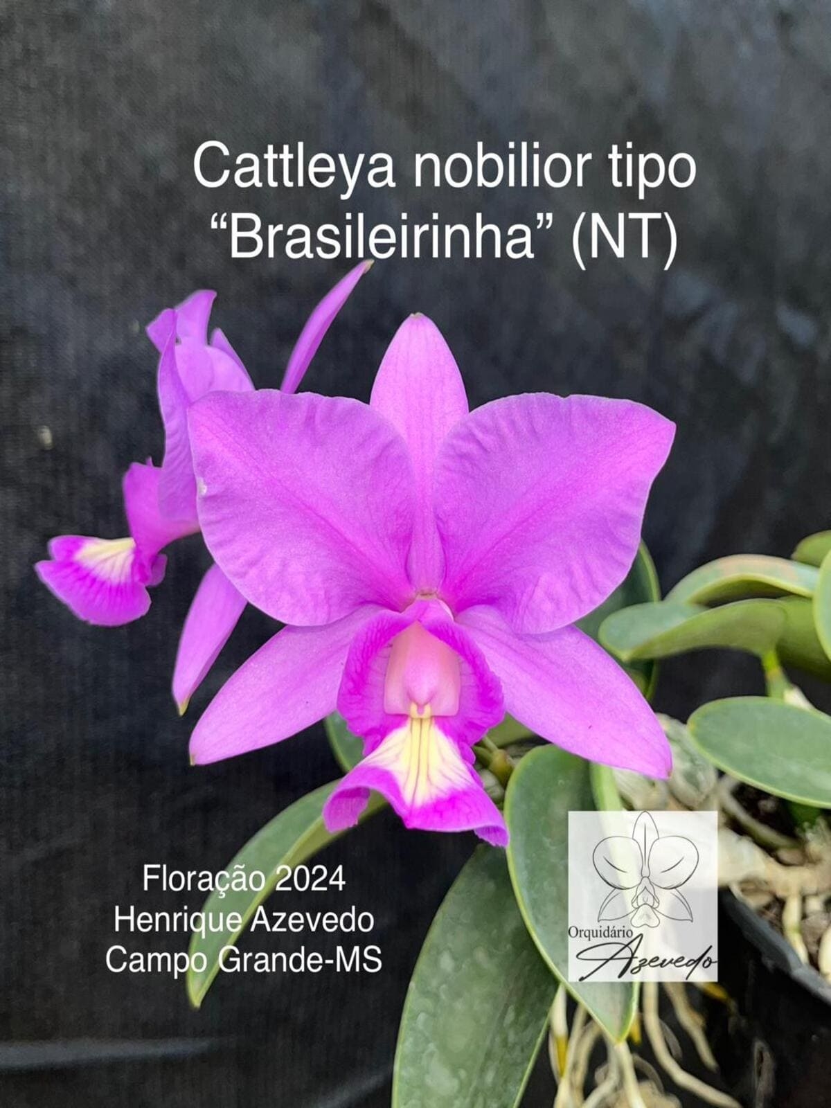 Comprar Orquídea - Cattleya nobilior tipo "Brasileirinha" (nativa) - a