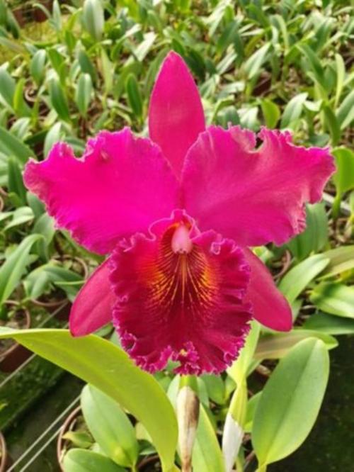 Comprar Orquídea Blc. Chia Lin New City - ADULTA - a partir de R