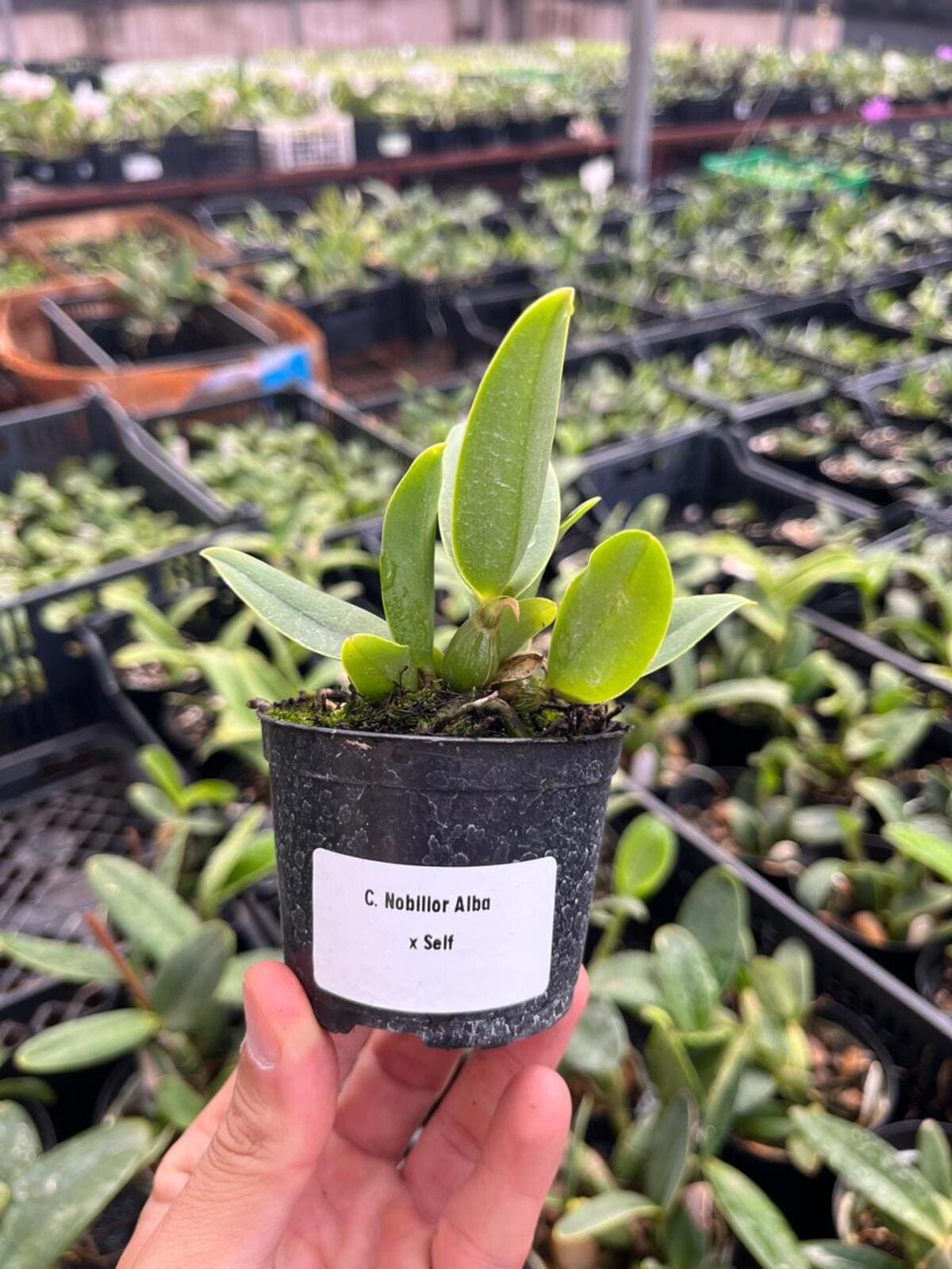 Comprar Seedlings (muda) de Cattleya nobilior Alba x Self - a