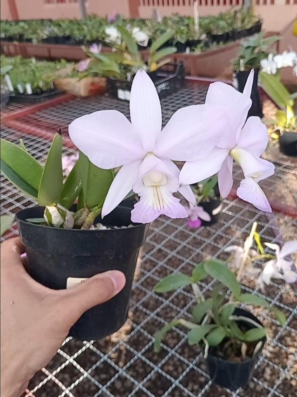 Comprar Seedlings (muda) de Cattleya nobilior Alba x Self - a