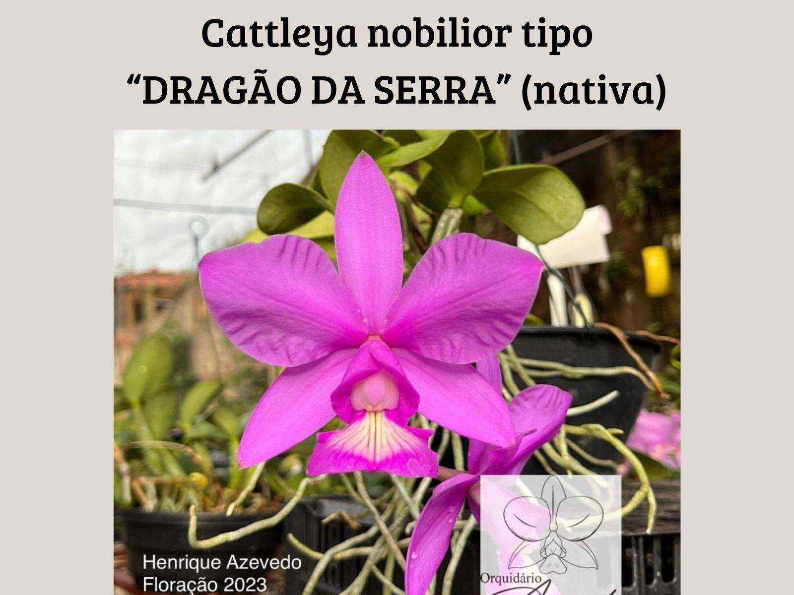 Comprar Orquídea - Cattleya nobilior tipo 