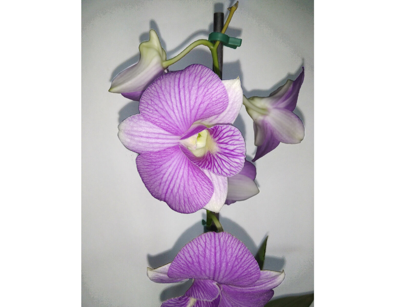 Orquídea Denphal Cor Variada - Pomar Floricultura