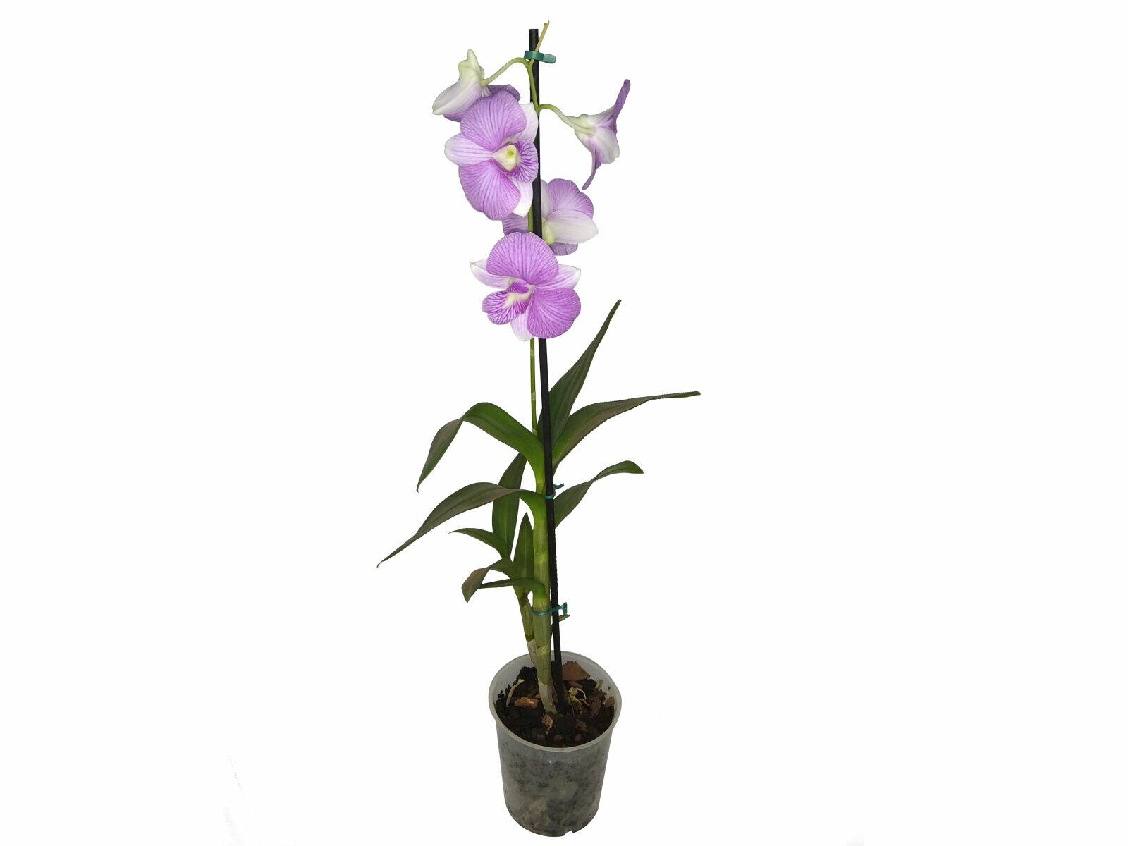 Orquídea Denphal Cor Variada - Pomar Floricultura