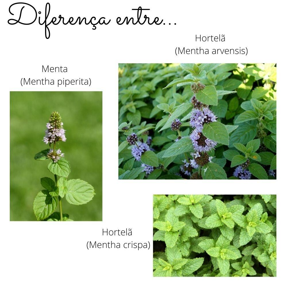Comprar Kit Hortelã Mentha Arvensis Orgânica Campo Verde 30 sachês - A ...