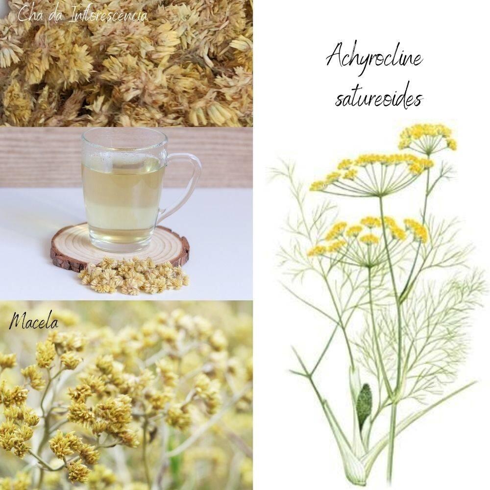 Comprar Kit 3 Macela ou Marcela Flor Orgânica Kampo Ervas 15g cada - A ...
