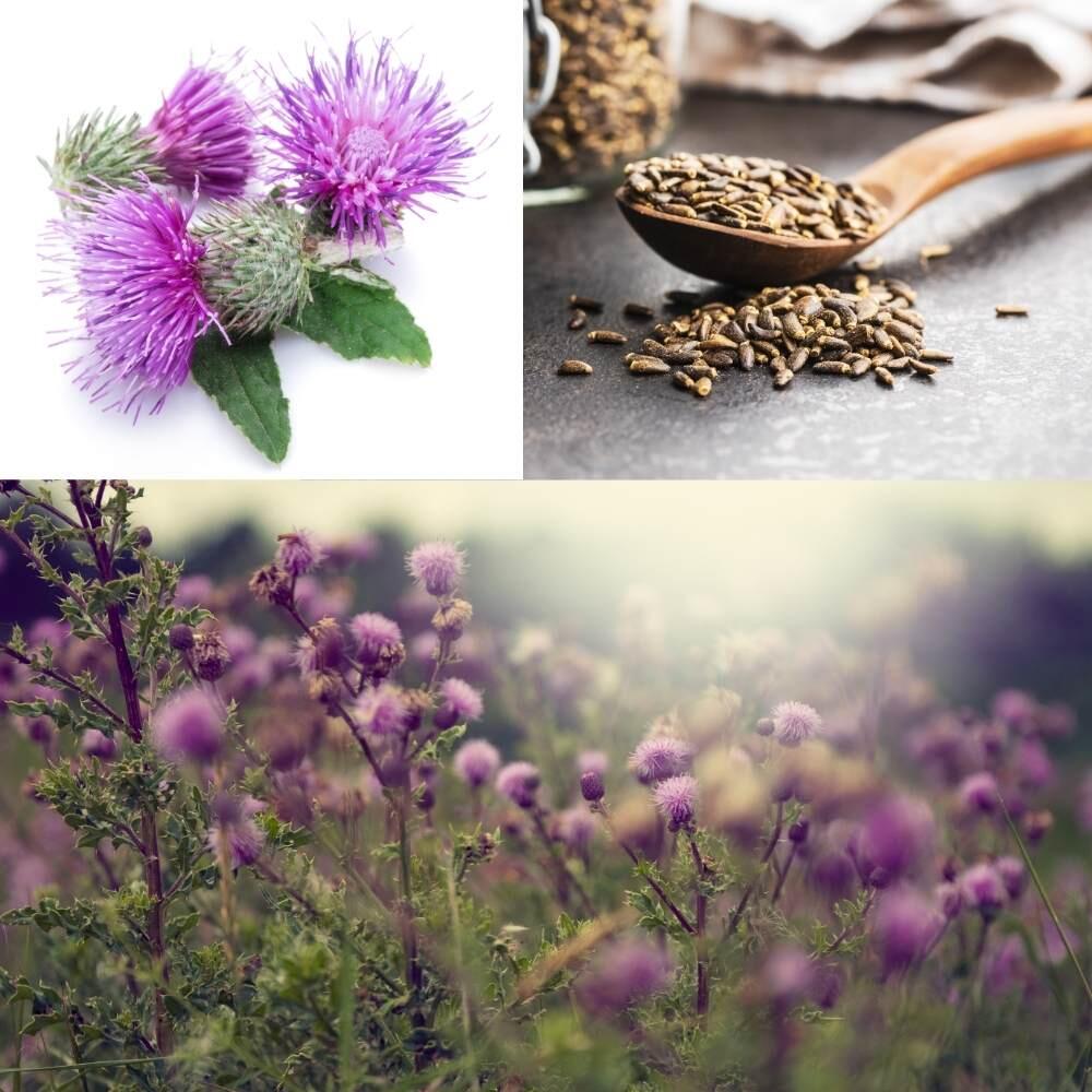 Comprar Cardo Mariano Sylibum marianum Semente Silimarina 50g