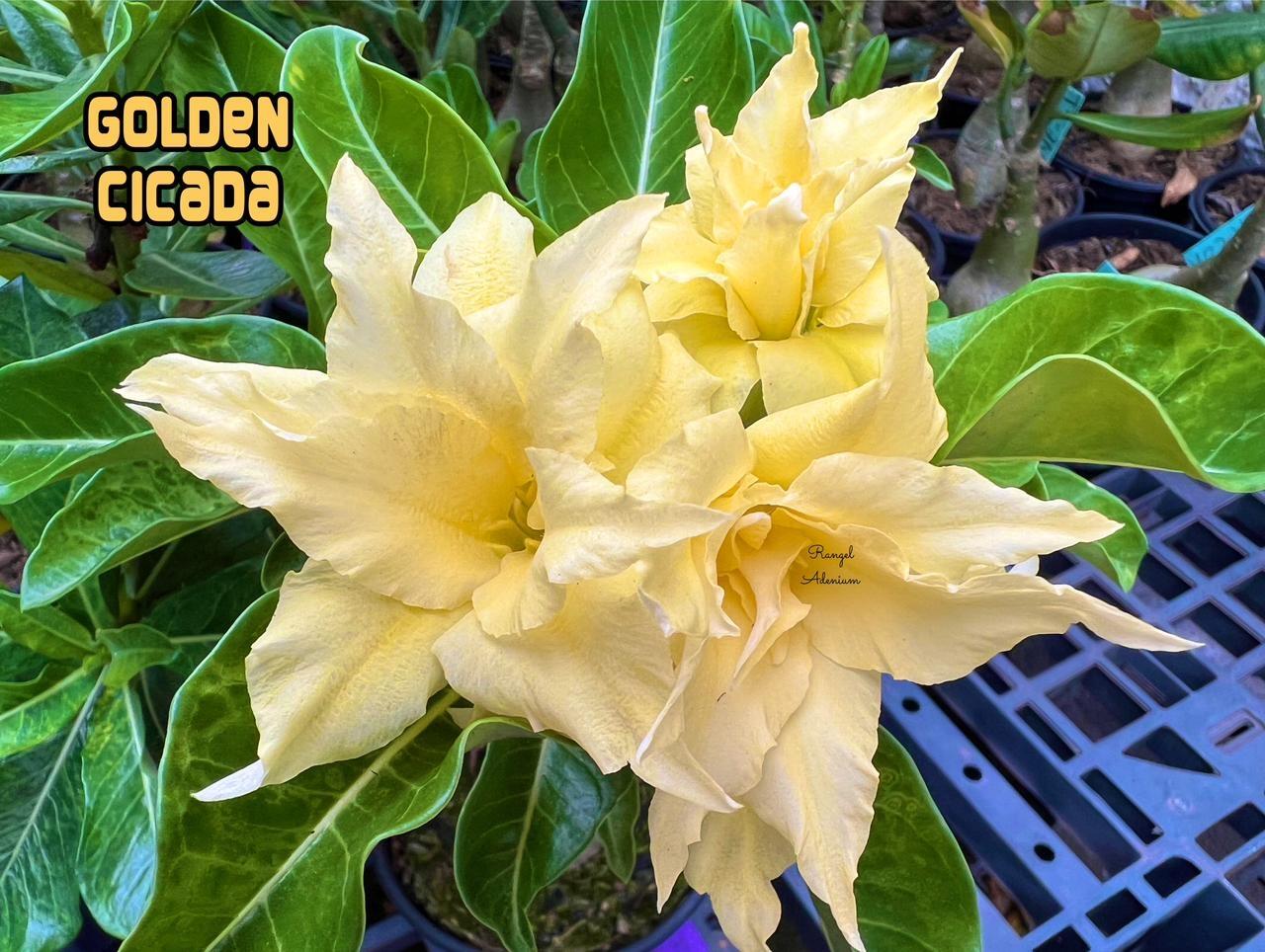 Comprar Rosa do Deserto GOLDEN CICADA - Rangel Adenium