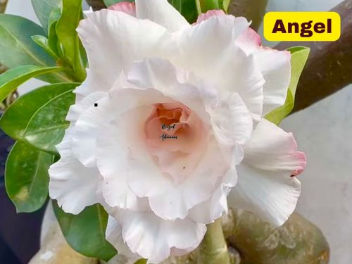 Comprar Rosa do Deserto ANGEL - a partir de R$49,50