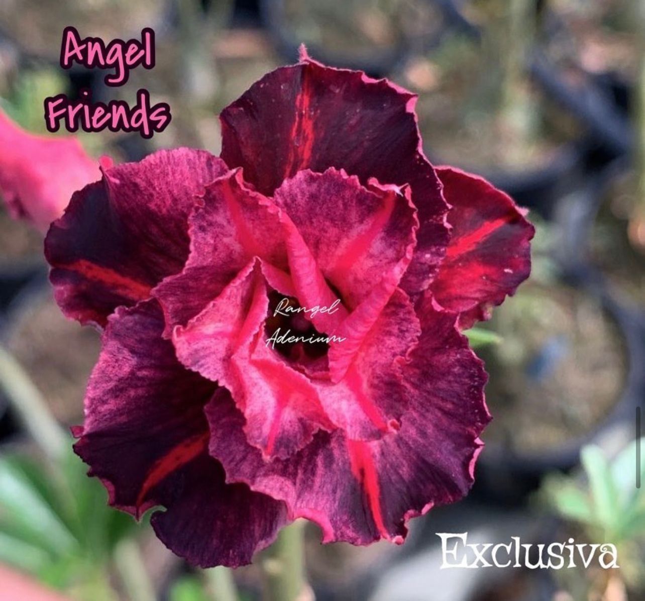 Comprar Rosa do Deserto Angel Friends (EXCLUSIVA) (LANÇAMENTO) - Rangel ...