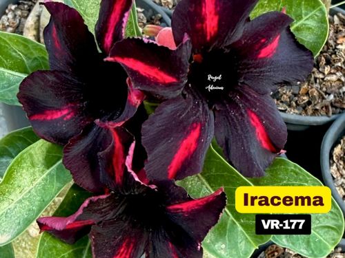 Comprar Rosa do Deserto Black Jack