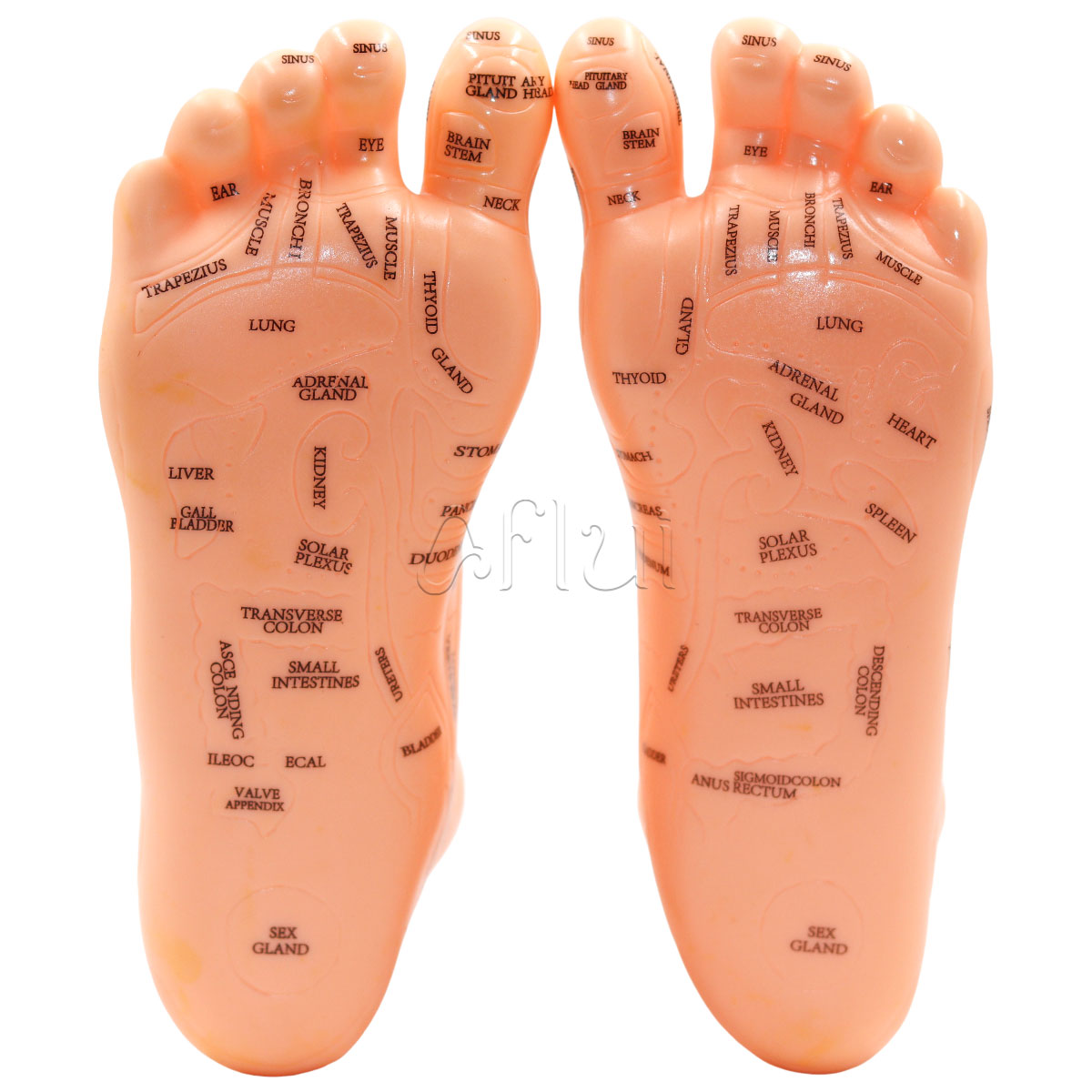 Medicina China Medicina Reflexologia Reflexologia China Medicina