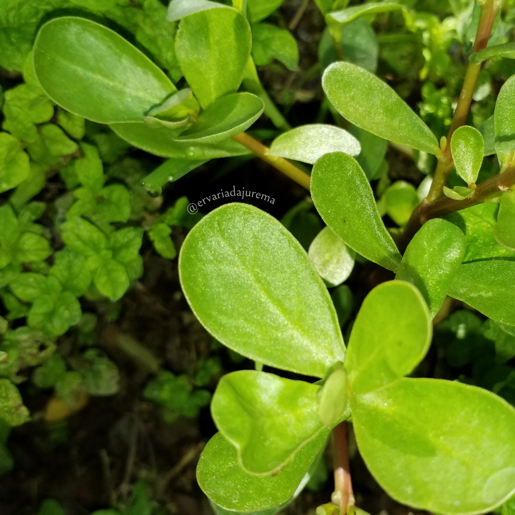 Comprar Beldroega SECAS para Banhos - R$8,00 - Ervaria da Jurema