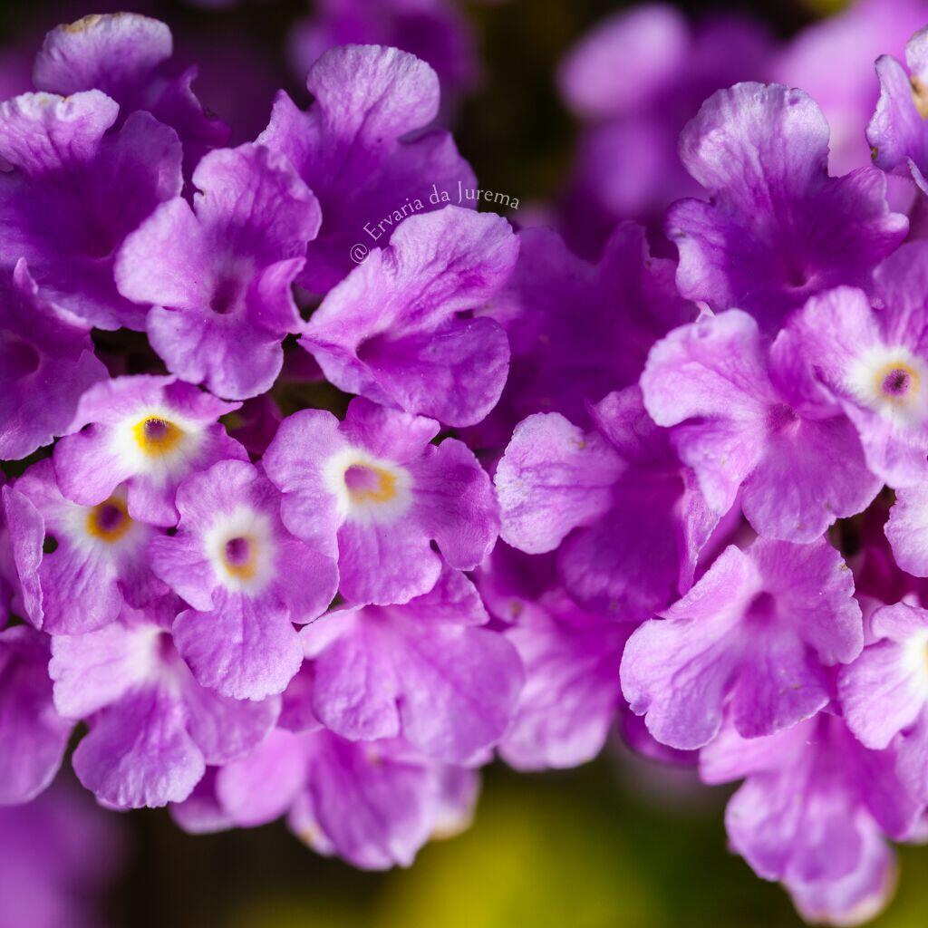 comprar-verbena-secas-para-banhos-ou-ch-s-r-6-50-ervaria-da-jurema