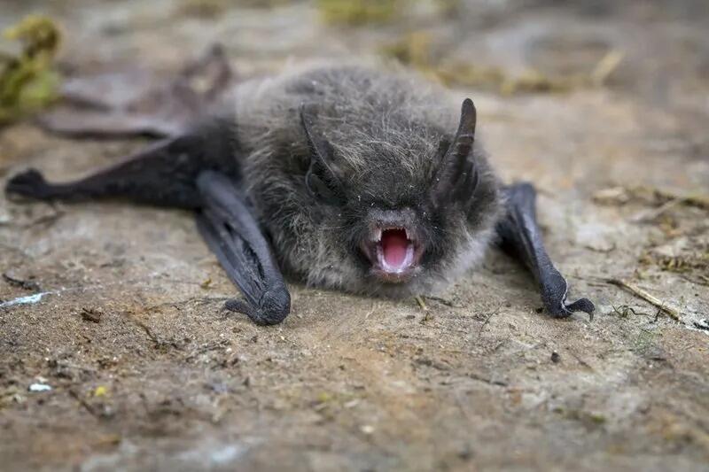 3 situaes que o repelente para morcegos pode te ajudar