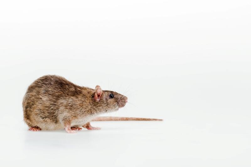 8 vantagens do repelente para ratos industrial