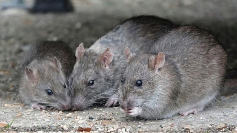 A importncia de investir em repelentes para ratos e morcegos na sua indstria