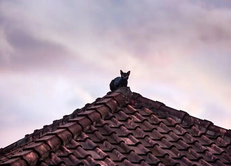 Aprenda como acabar com os gatos do telhado de uma vez