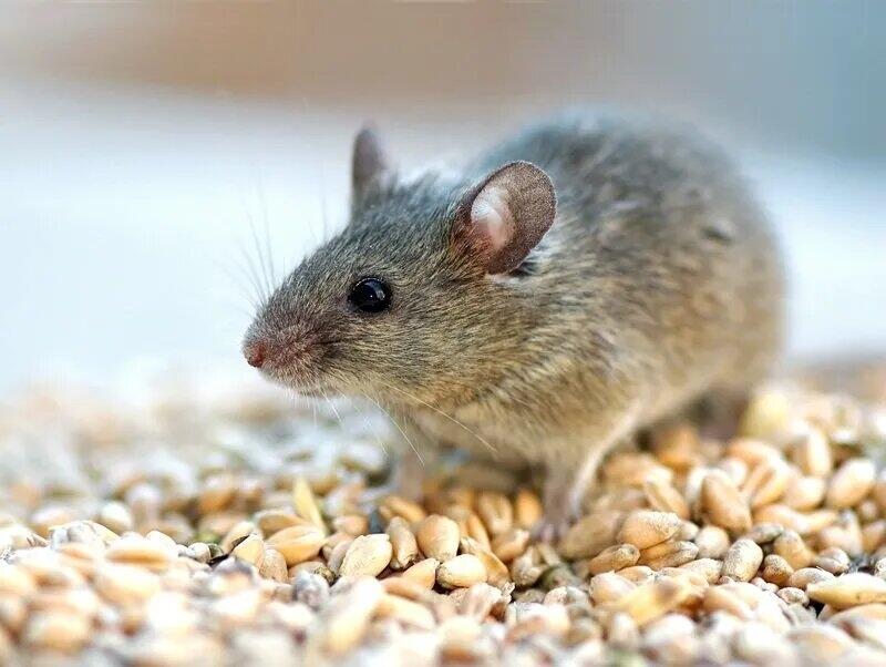Como evitar que os ratos entrem na sua casa?