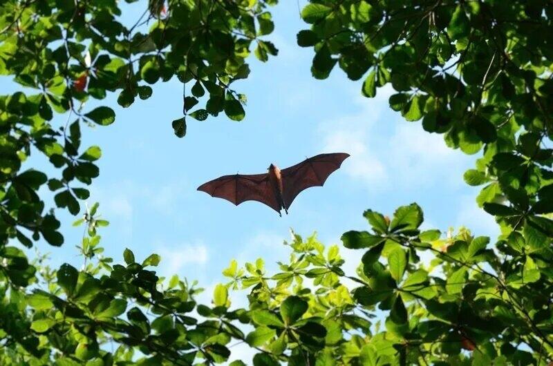 Conhea 3 doenas causadas por morcegos