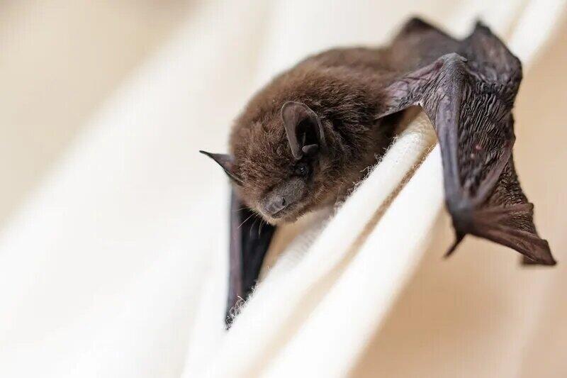 Em que poca do ano  mais comum encontrar morcegos em casa?
