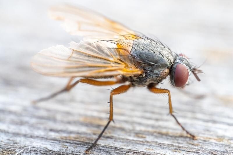 Isca atrativa para moscas: o que é, como funciona e quais os benefícios