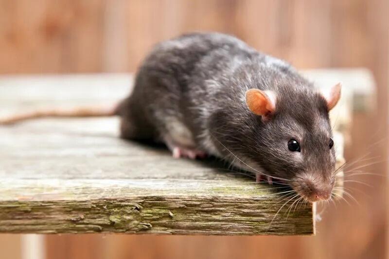 Por que comer ratos não é seguro para a população? - Quora