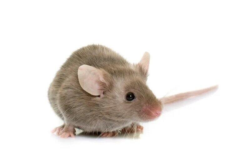 5 sinais que voc precisa de um repelente para ratos na sua indstria