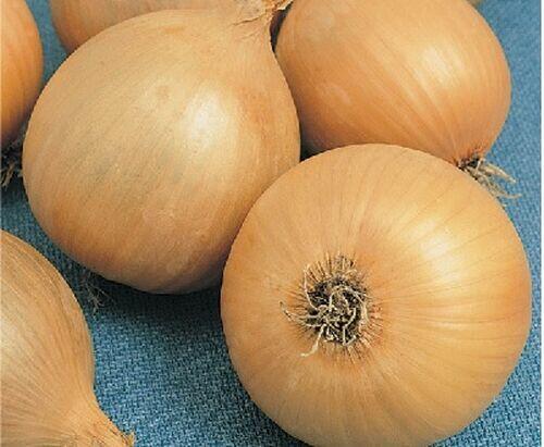 SEM.CEBOLA BOLA PRECOCE 100G - TOPSEED