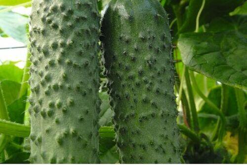 SEM.PEPINO AMOUR F1 1MX - BEJO