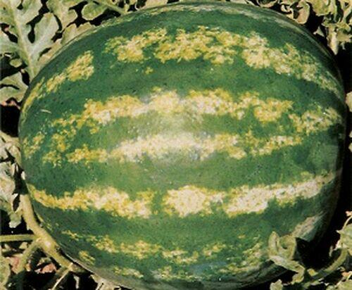 SEM.MELANCIA CRIMSON SWEET 250GR-SUPERSEED