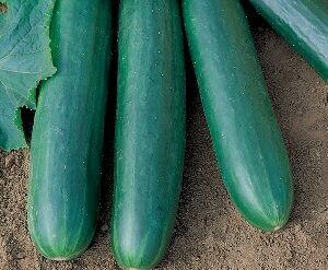 SEM.PEPINO ALADDIN F1 HIB.1MX-TOPSEED PREMIUM