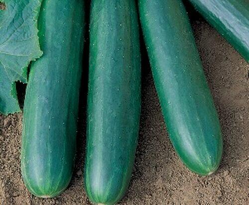 SEM.PEPINO ALADDIN F1 HIB.1MX-TOPSEED PREMIUM