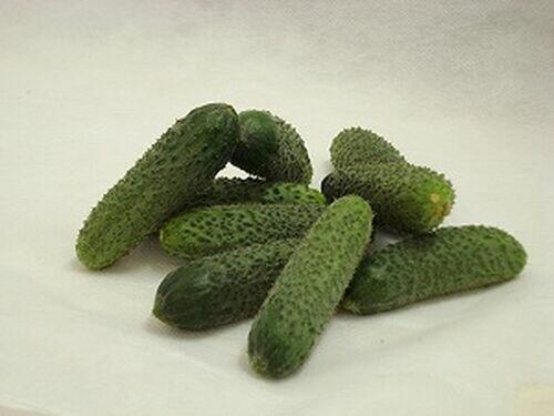 SEM.PEPINO KYBRIA HIB. 1MX-TOPSEED PREMIUM