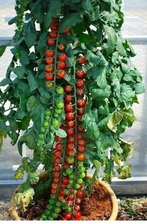 SEM.TOMATE CAMPESTRE F1 5MX - CLAUSE