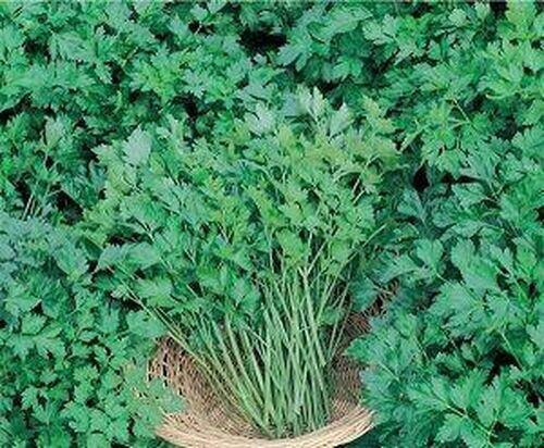 SEM.SALSA PAULISTA TPC12482 500G - TOPSEED PREMIUM