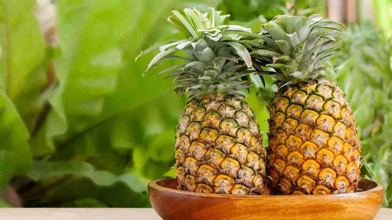 Abacaxi: A Doura da Sade em uma Fruta Poderosa