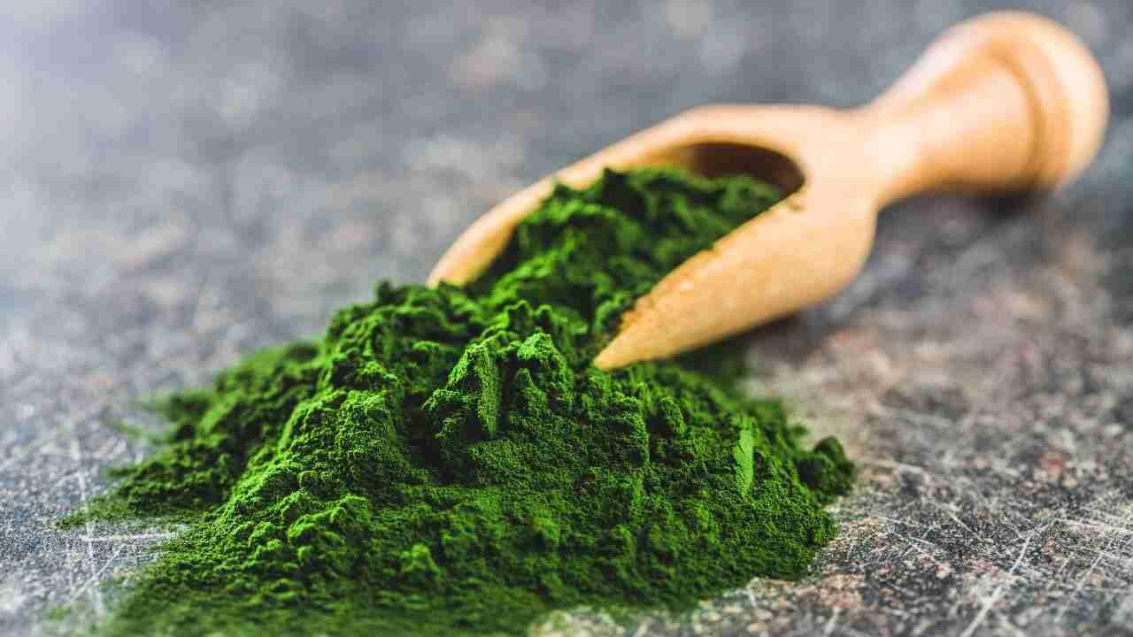 Chlorella: A Alga Detox que Impulsiona a Sade