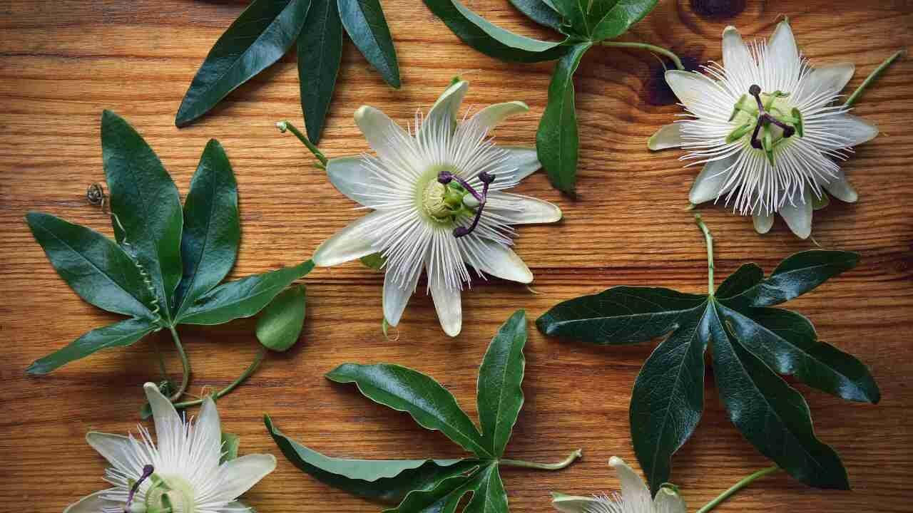 Passiflora: Conhea os Benefcios desta Planta Medicinal