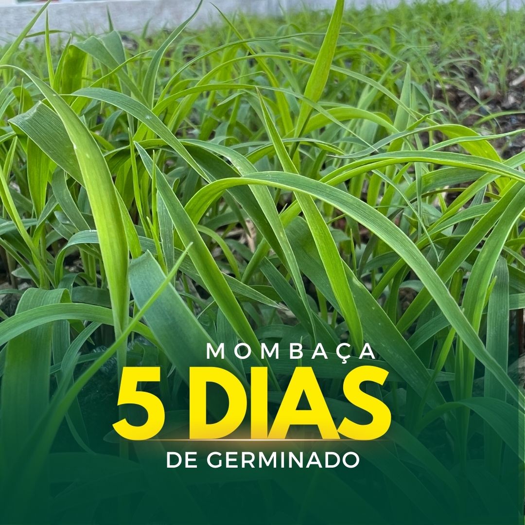 Colmo Capim Capim Panicum Maximum Mombaça - Alta produtividade para sua pastagem ...